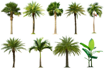 Tree collection,Palm tree isolated on white background