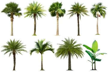 Stoff pro Meter Tree collection,Palm tree isolated on white background © Nattawut