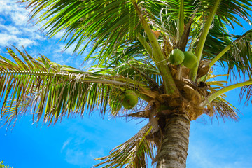 ヤシの木　小笠原