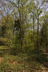 Forest beechtrees in forest. Sterrebos Frederiksoord Netherlands