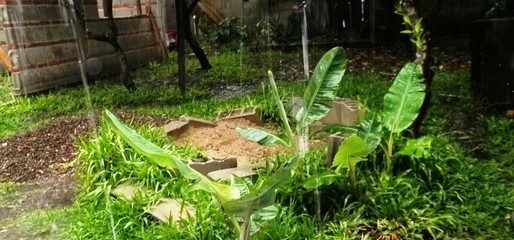 Obraz premium Plantas y lluvia