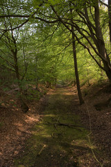 Fototapeta na wymiar Forest beechtrees in forest. Sterrebos Frederiksoord Netherlands