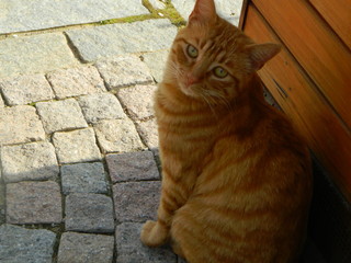 Ombra