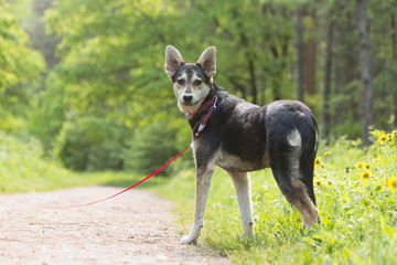 Mongrel black and red dog sitting in the green grass in summer park