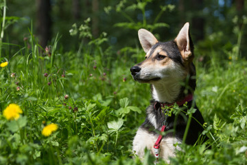 Portrait of a frightened mongrel black and red dog in the green grass