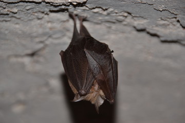 Chauve-souris dormant au plafond, avec ses ailes serrées