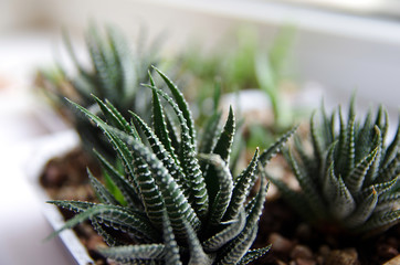 Green Seedling in a plastic container. Various green succulents and cacti growing in stone and...