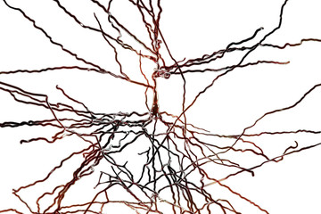 Pyramidal neuron, human brain cell, 3D illustration. Human nervous system