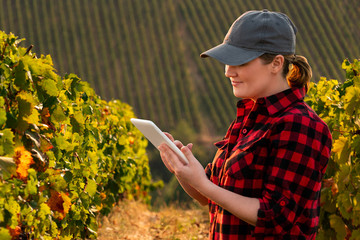 A woman vine maker examines vineyard and sends data to the cloud from the tablet. Smart farming and...
