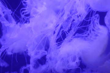Macro of parts of beautiful jellyfish in the aquarium.