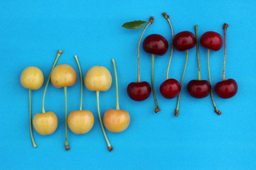 Mix of yellow and red ripe sweet cherries on a blue background.