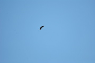 bird at blue sky