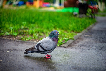 pigeon in the park