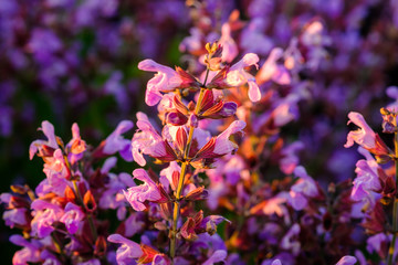 Sauge officinale. sur le champ, gros plan. Lumière de coucher de soleil. Provence, Plateau de Valensole. France. 