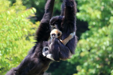 シロテテナガザルの家族