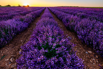 Obraz premium Champ de la sauge officinale. Coucher de soleil. Provence, Plateau de Valensole. France. 
