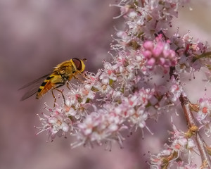 Schwebfliege auf blühender Tamariske