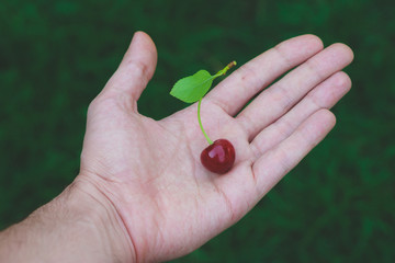 Fresh cherry in a hand