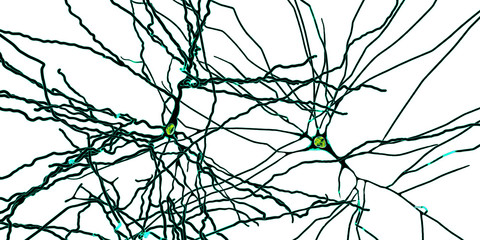 Pyramidal neurons, human brain cells, 3D illustration. Human nervous system