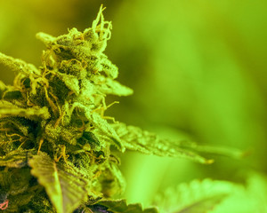 Close-up detail of Cannabis, trichomes and leaves on late flowering stage. Bud marijuana drug, high resolution. Crystalline structures in the leafs and buds.