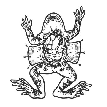 Dissected Frog Autopsy Science Experiment Sketch Line Art Engraving Vector Illustration. Scratch Board Style Imitation. Hand Drawn Image.