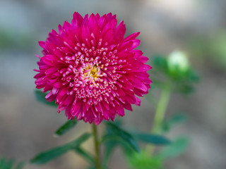 aster flower