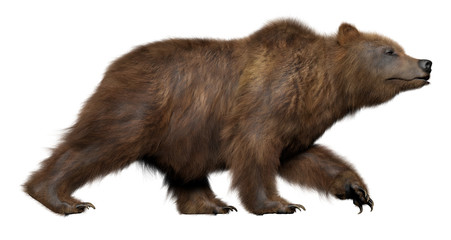 3D Walking Bear isolated on white background