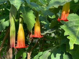 Datura
