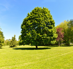 An maple tree during the spring