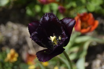 Tulipe noire fleur  © Corinne