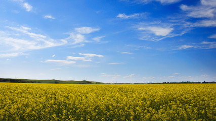 Blooming field under the blue sky.