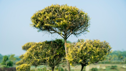 Obraz premium green tree