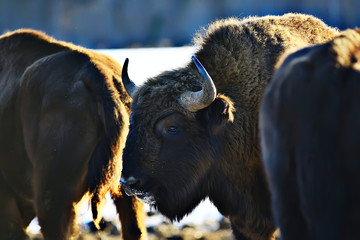 Aurochs bison in nature / winter season, bison in a snowy field, a large bull bufalo
