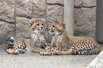 チーターの子供 (多摩動物公園, 東京, 日本)