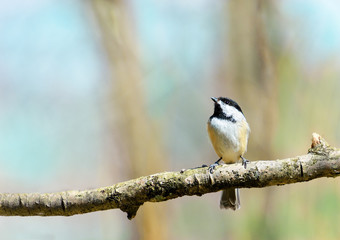 Black capped chickadee bird perched on a branch looking up into empty pale colored copy space