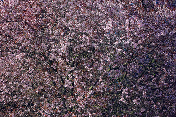 tender spring flowers background / beautiful picture of flowering branches