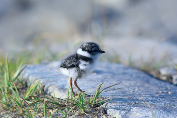 little cute chick / little gull in the wild, beautiful chick in the wild