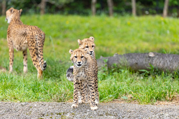 チーターの子ども 多摩動物公園, 東京, 日本