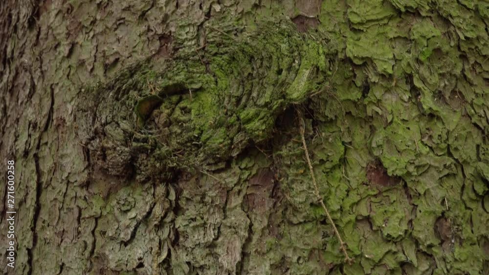 Poster Mark in the bark of a tree. Green tree bark in Bialowieza National Park. Embossed texture of the brown bark of a tree with green moss and lichen on it.