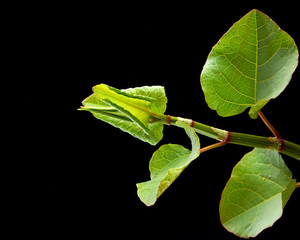 BEAUTIFUL YOUNG LEAVES ON A DARK BACKGROUND