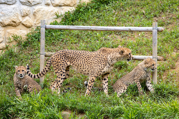 チーターの子ども 多摩動物公園, 東京, 日本