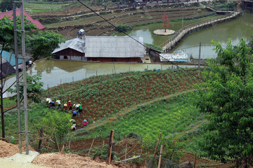 view over Sapa landscape with rice fields and houses.  planting rice plants in  Terrace rice paddy in Vietnam. Vietnamese agriculture and rice production