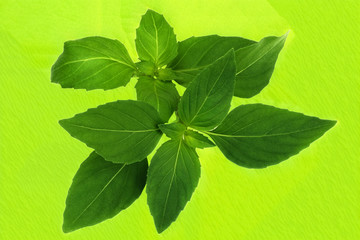Fresh fragrant leaves of spicy basil