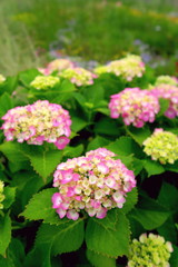 紫陽花咲く風景