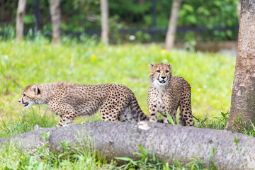 チーターの子ども 多摩動物公園, 東京, 日本