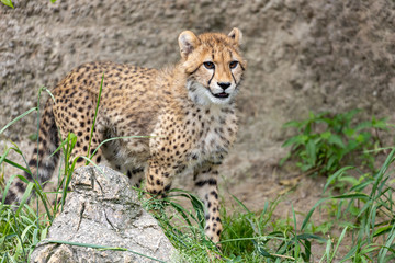 チーターの子ども 多摩動物公園, 東京, 日本