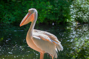 portrait of a pelican in natural area