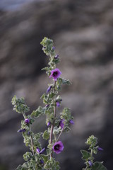 fleur mauve 