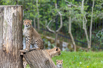 チーターの子ども 多摩動物公園, 東京, 日本