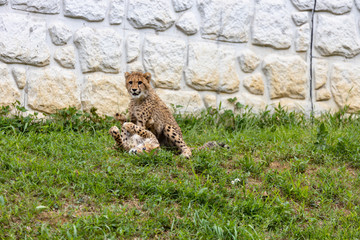 チーターの子ども 多摩動物公園, 東京, 日本